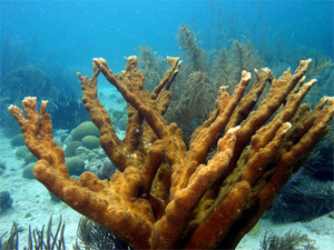 Glover’s Reef: Pioneer in Coral Reef Conservation Image